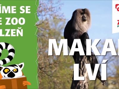 Makak lví v Zoo Plzeň