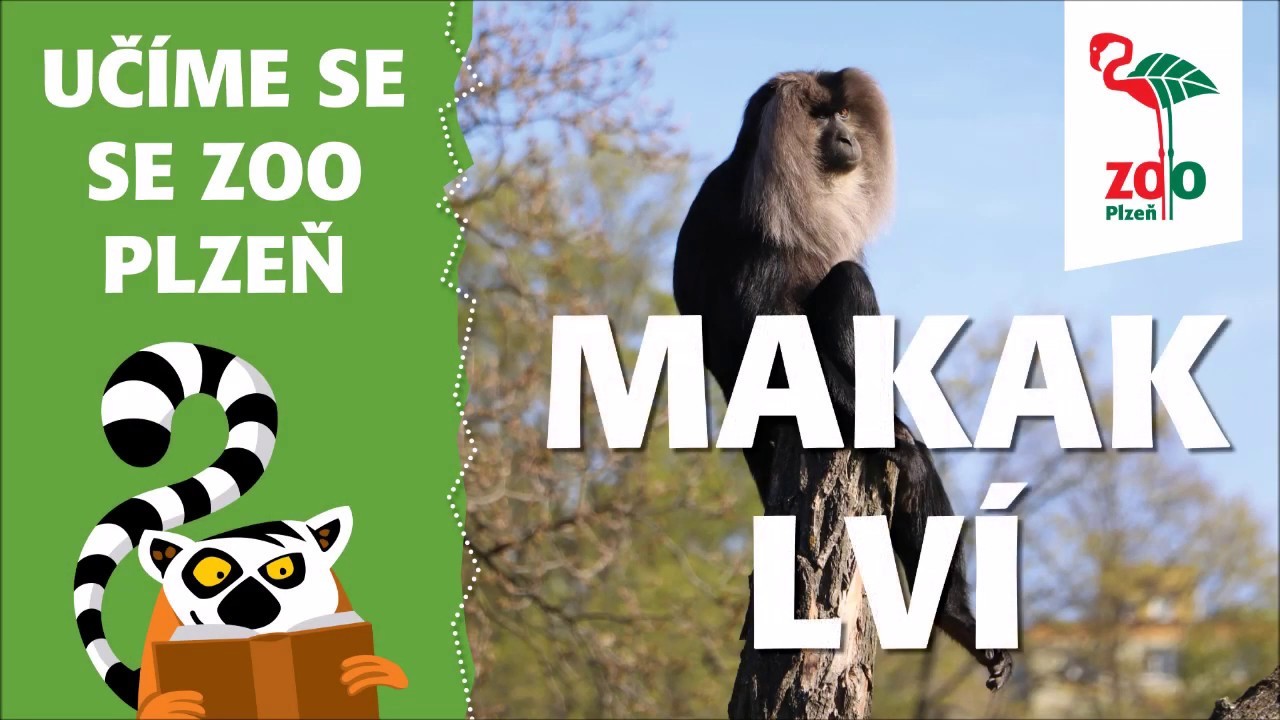 Makak lví v Zoo Plzeň