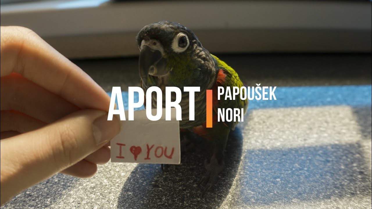 Jak naučit papouška aportovat | Trénujeme s papoušky