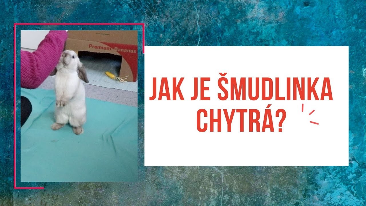 TRÉNUJEME se Šmudlinkou | Triky, které už umíme