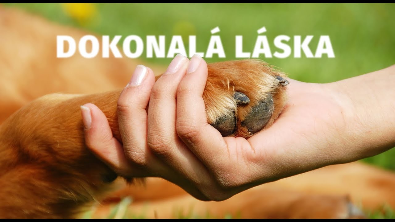 Dokonalá Láska - Tlapka TV