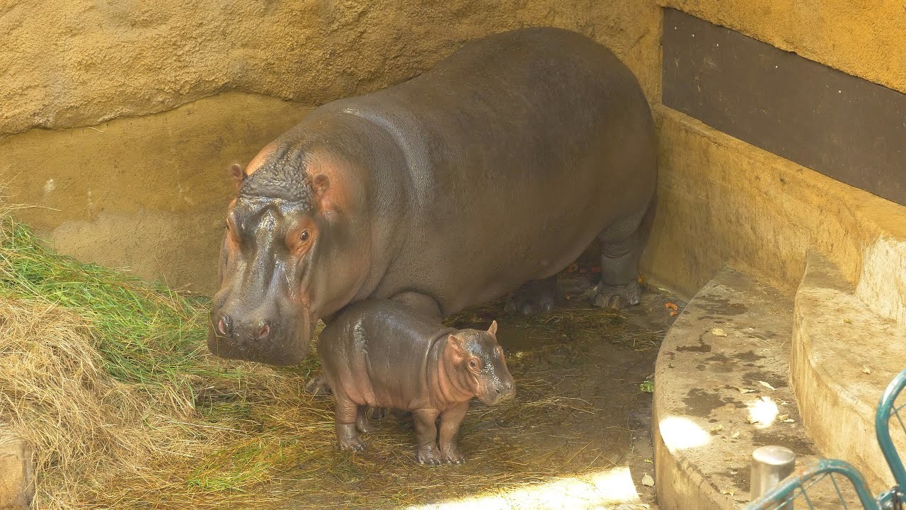 V Zoo Ostrava se narodilo mládě hrocha obojživelného