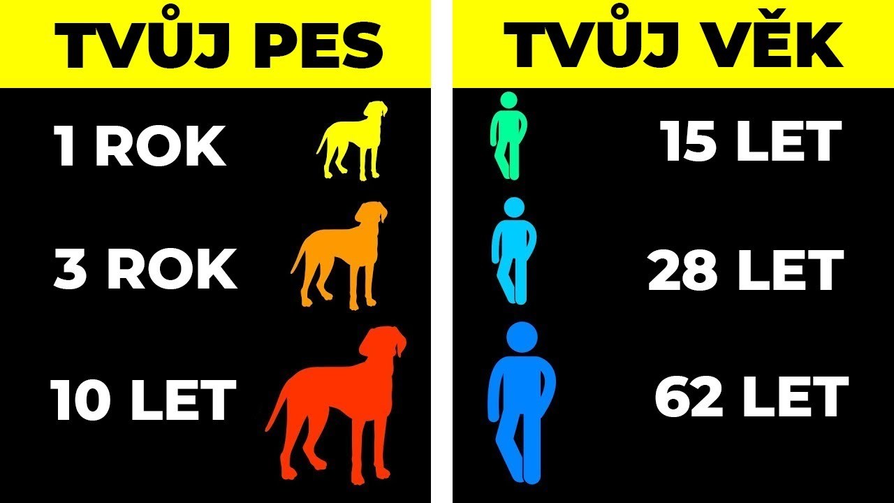 PROČ PSI STÁRNOU RYCHLEJI NEŽ MY?