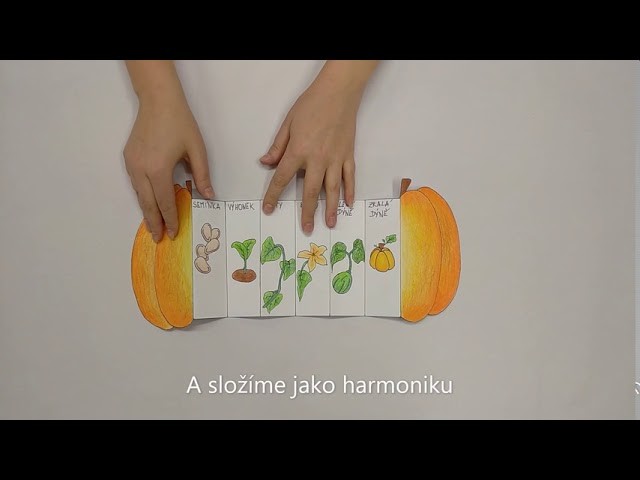 Zažeň nudu s DDM Astra: Růstová stádia dýně  (DIY pumpkin life cycle)