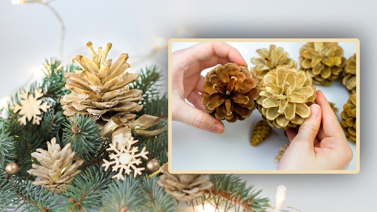 Bělení šišek | Pine Cones Bleaching