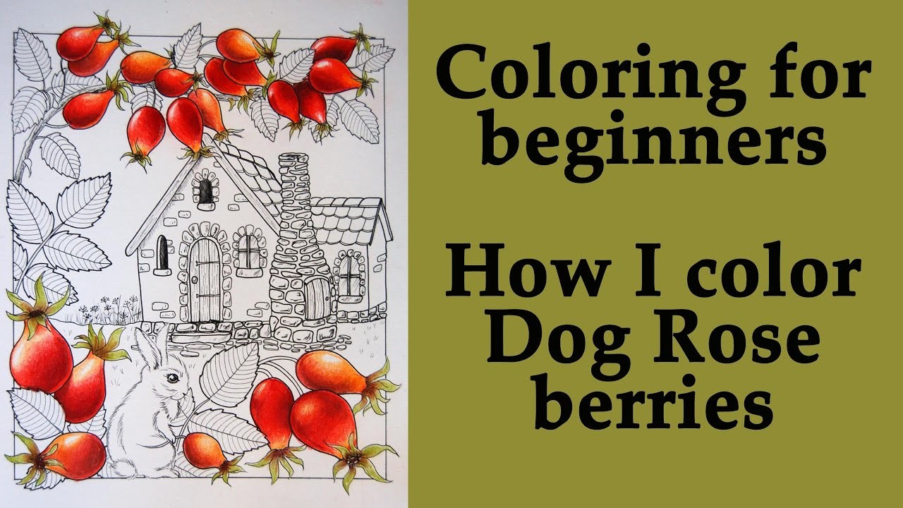 Coloring for beginners: How to color Dog Rose berries with Polychromos pencils #coloring #раскраска