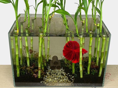 DIY Grow Lucky Bamboo Forest in Betta Aquascape Setup Aquarium Fish Tank Decor Ideas MR DECOR #193