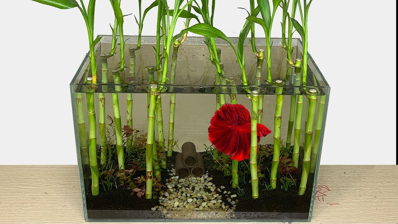 DIY Grow Lucky Bamboo Forest in Betta Aquascape Setup Aquarium Fish Tank Decor Ideas MR DECOR #193