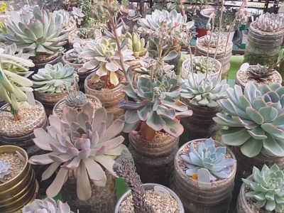 페트병으로 텃밭 만드는 법과 텃밭에 다육이 심는 법 ; succulents ; suculentas ; 多肉植物