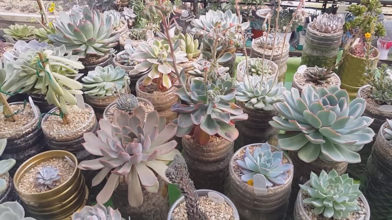 페트병으로 텃밭 만드는 법과 텃밭에 다육이 심는 법 ; succulents ; suculentas ; 多肉植物