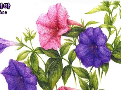 Petunia drawing 페튜니아 그리기 (Flower Drawing. 보태니컬아트 꽃그림. Botanical Art. 색연필 꽃그림 배우기. #58-2)