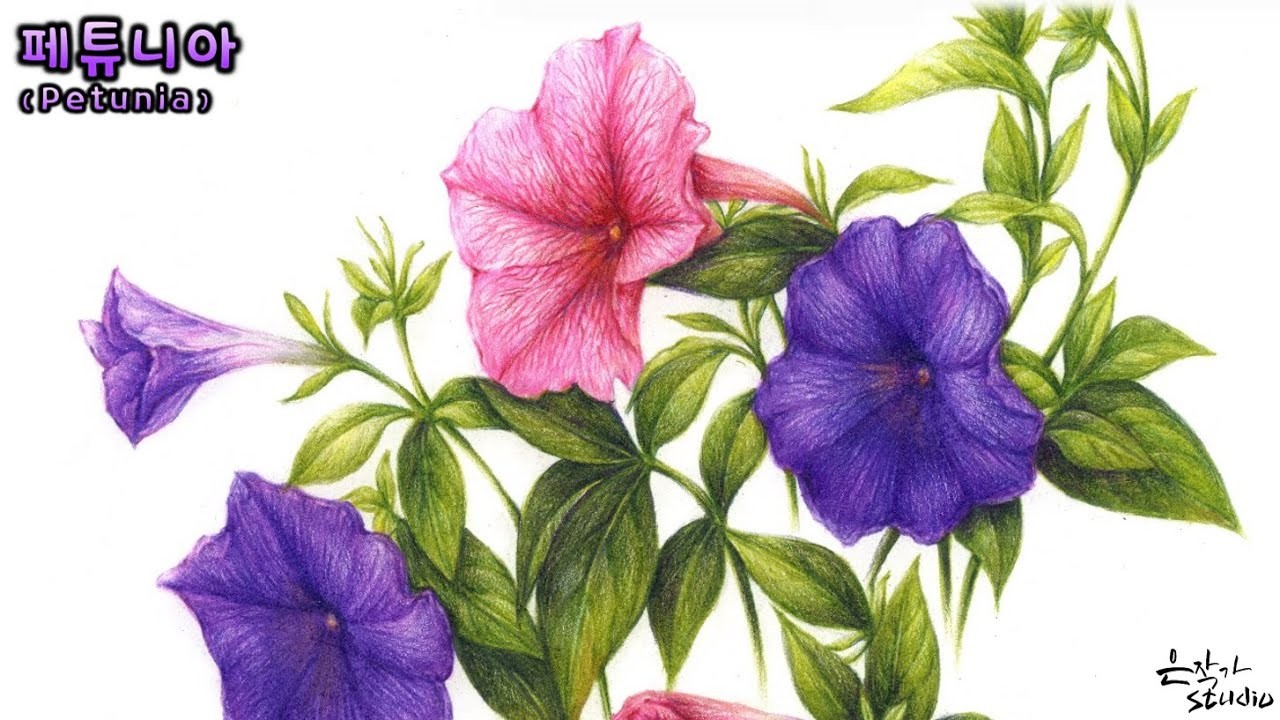 Petunia drawing 페튜니아 그리기 (Flower Drawing. 보태니컬아트 꽃그림. Botanical Art. 색연필 꽃그림 배우기. #58-2)