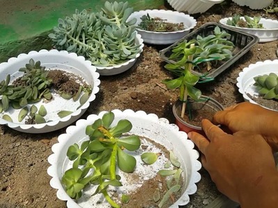 다육이 관리하기 2 ; 다육식물 손질하기 ; succulents ; suculentas ; 多肉植物