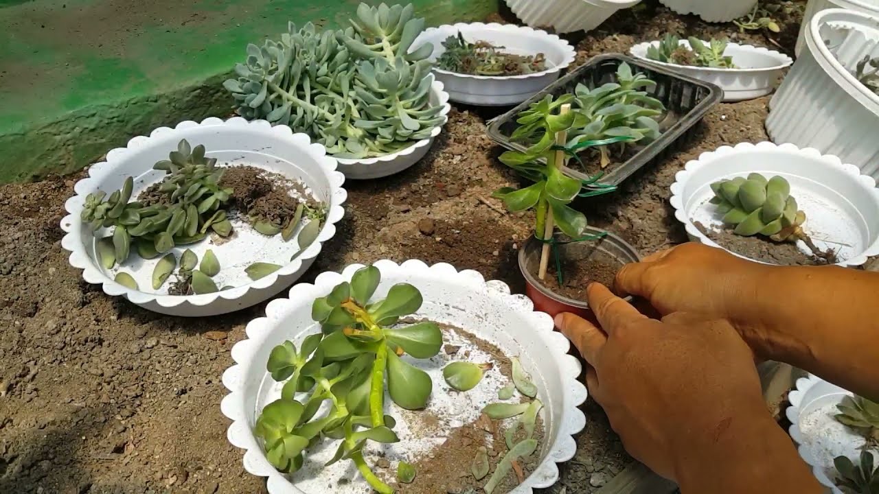 다육이 관리하기 2 ; 다육식물 손질하기 ; succulents ; suculentas ; 多肉植物