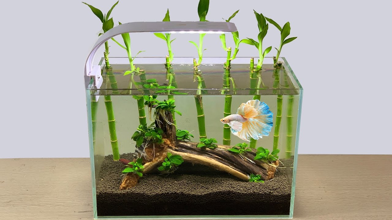 How To Make Simple Desktop Mini Fish Tank with Lucky Bamboo - DIY Mini Aquascape (Planted Aquarium)