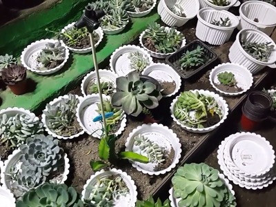 다육이 관리하기 ; 다육식물 손질하기 ; succulents ; suculentas ; 多肉植物