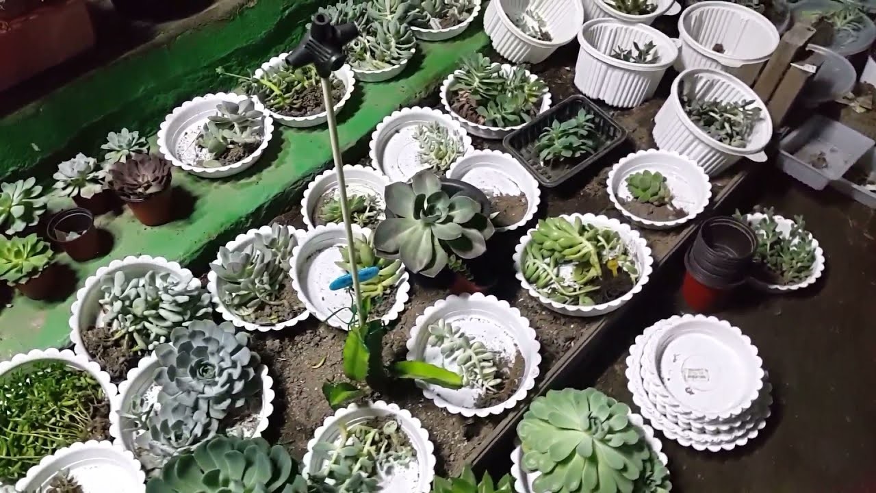 다육이 관리하기 ; 다육식물 손질하기 ; succulents ; suculentas ; 多肉植物