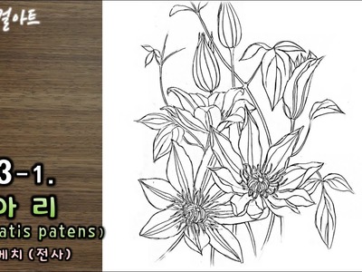 Clematis patens Drawing | 으아리 꽃그림 그리기 | Botanical Art