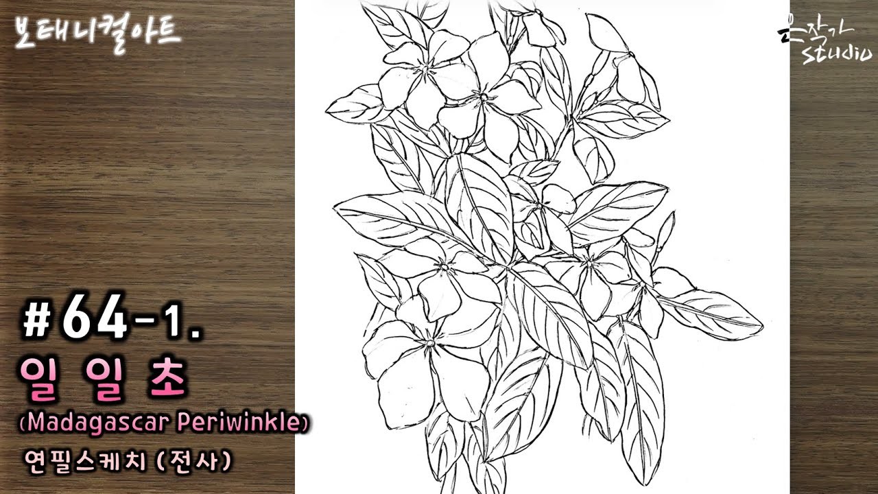 Madagascar Periwinkle drawing | 일일초 그리기 | Botanical Art