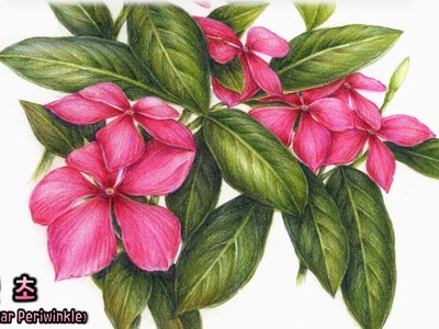 Madagascar Periwinkle drawing | 일일초 그리기 | Botanical Art