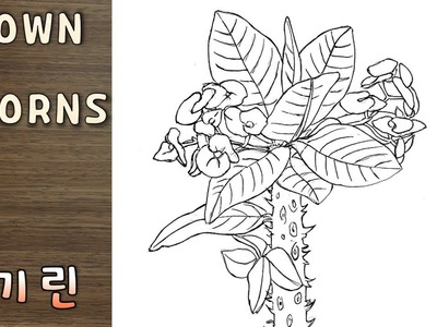 Flower Drawing Crown of thorns | 꽃기린 그리기 | 꽃그림 수업 79-1