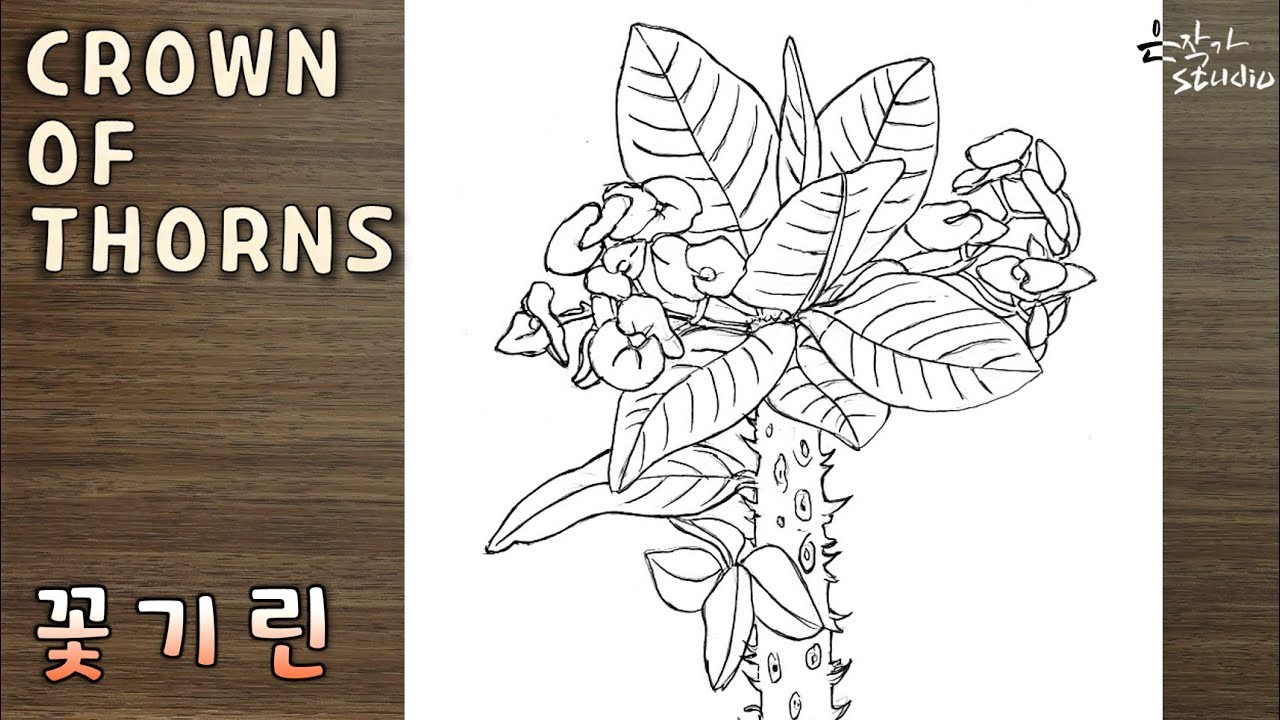 Flower Drawing Crown of thorns | 꽃기린 그리기 | 꽃그림 수업 79-1