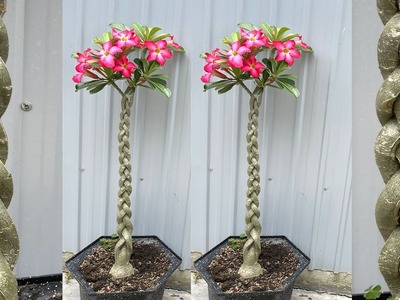 Cách tạo dáng cây hoa sứ   | How to bend Adenium bonsai
