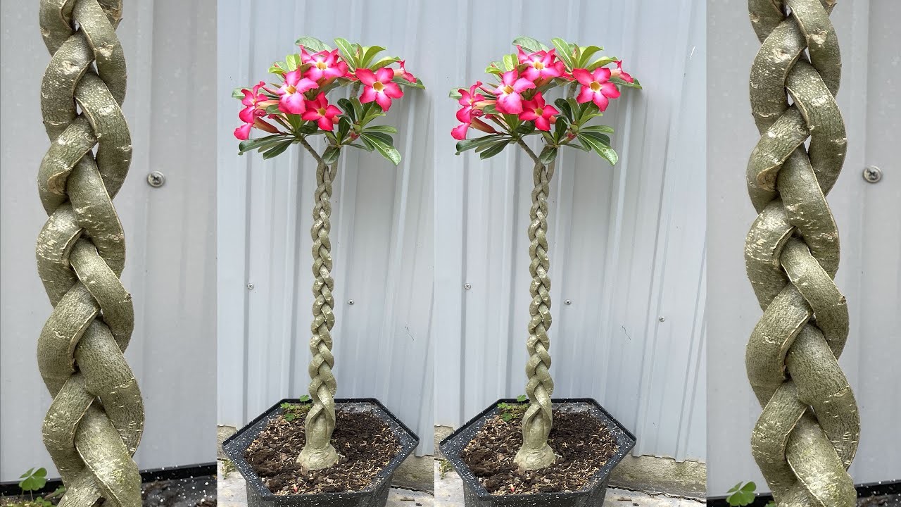 Cách tạo dáng cây hoa sứ   | How to bend Adenium bonsai